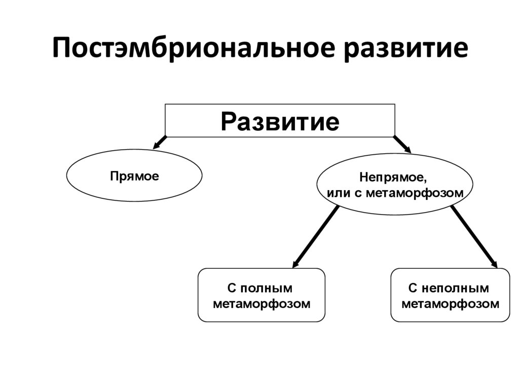 Прочитав параграф закончите схему периоды онтогенеза