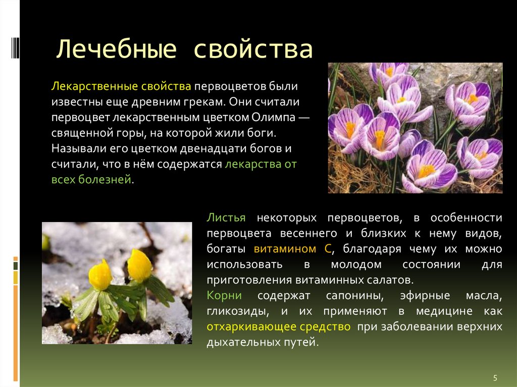 Первоцвет лечебные свойства. Первоцвет весенний лекарственный примула. Растение первоцвет весенний лекарственный (примула). Первоцвет весенний семейство Первоцветные. Первоцвет примула описание.