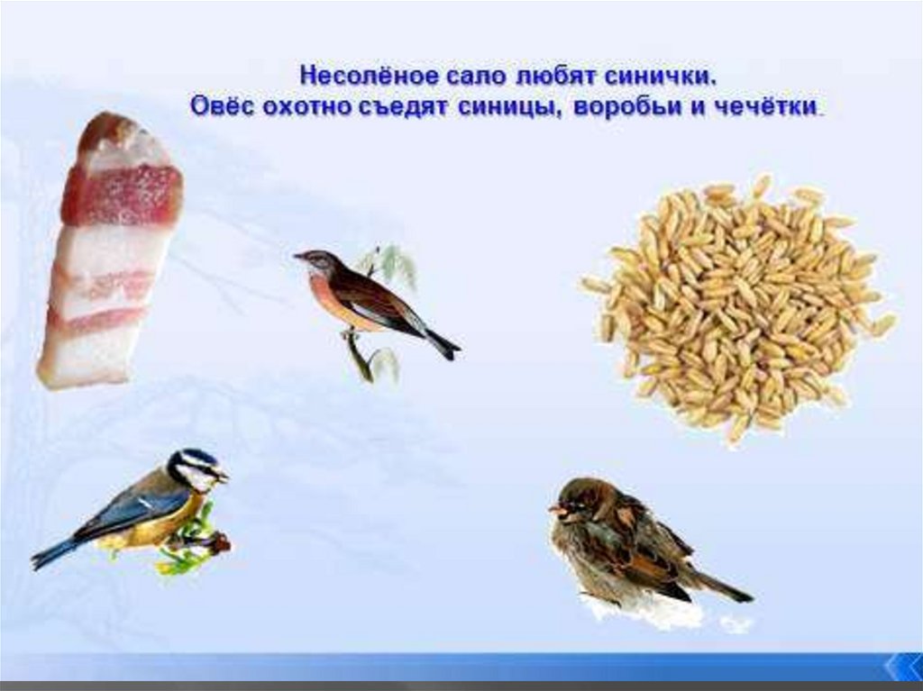 Что мы знаем о птицах - презентация онлайн