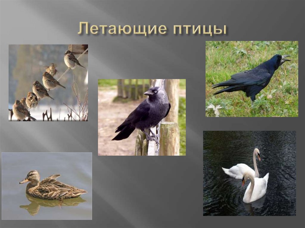 Летающие птицы