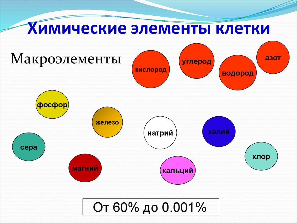 Сколько химических элементов входит в состав клетки