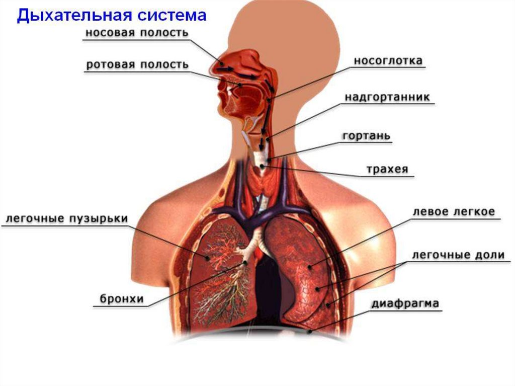 Дыхательная система 3 класс схема