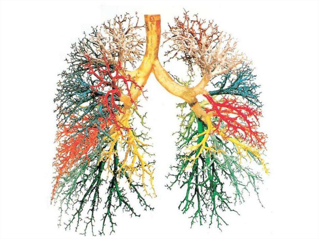 Деление бронхиального дерева схема