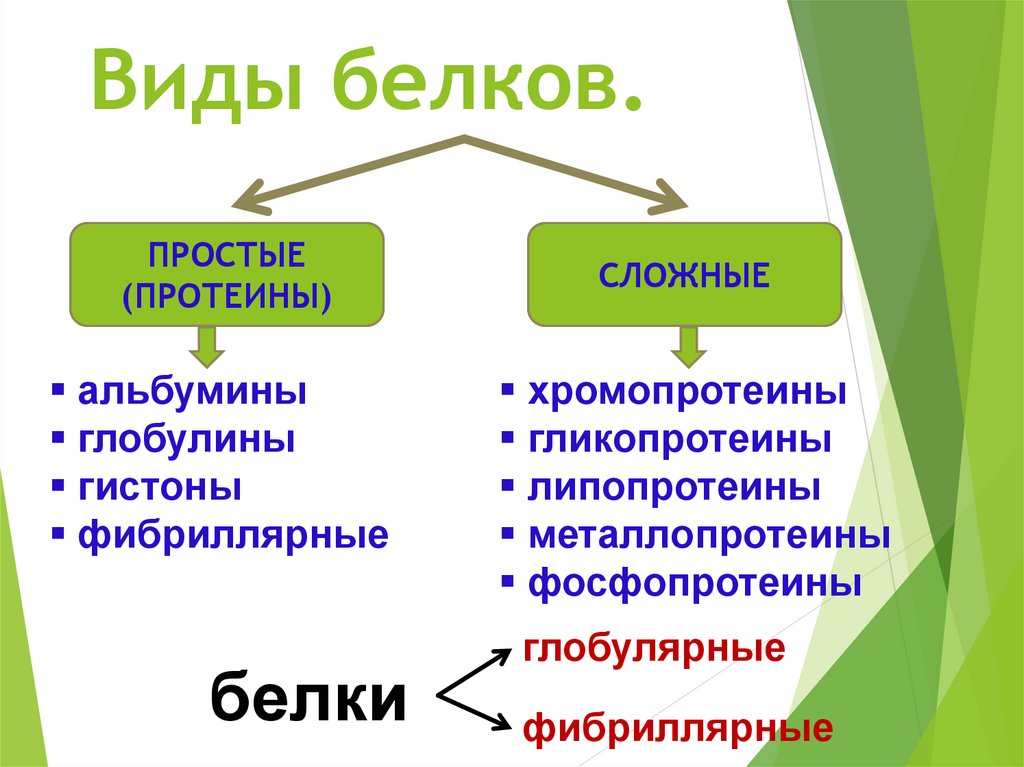 Белки виды белков