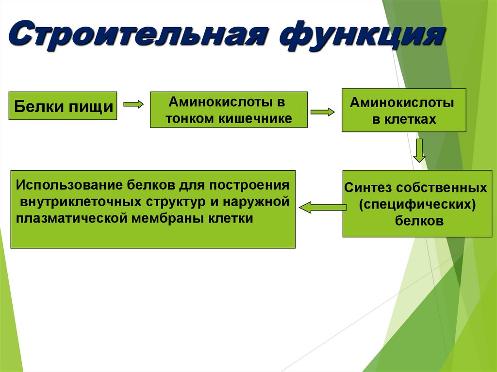 Основную строительную функцию выполняют