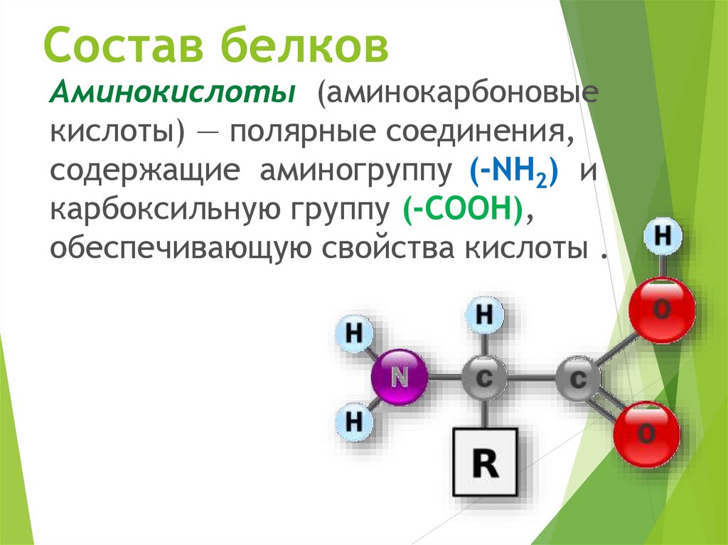 Молекулы белков отличаются