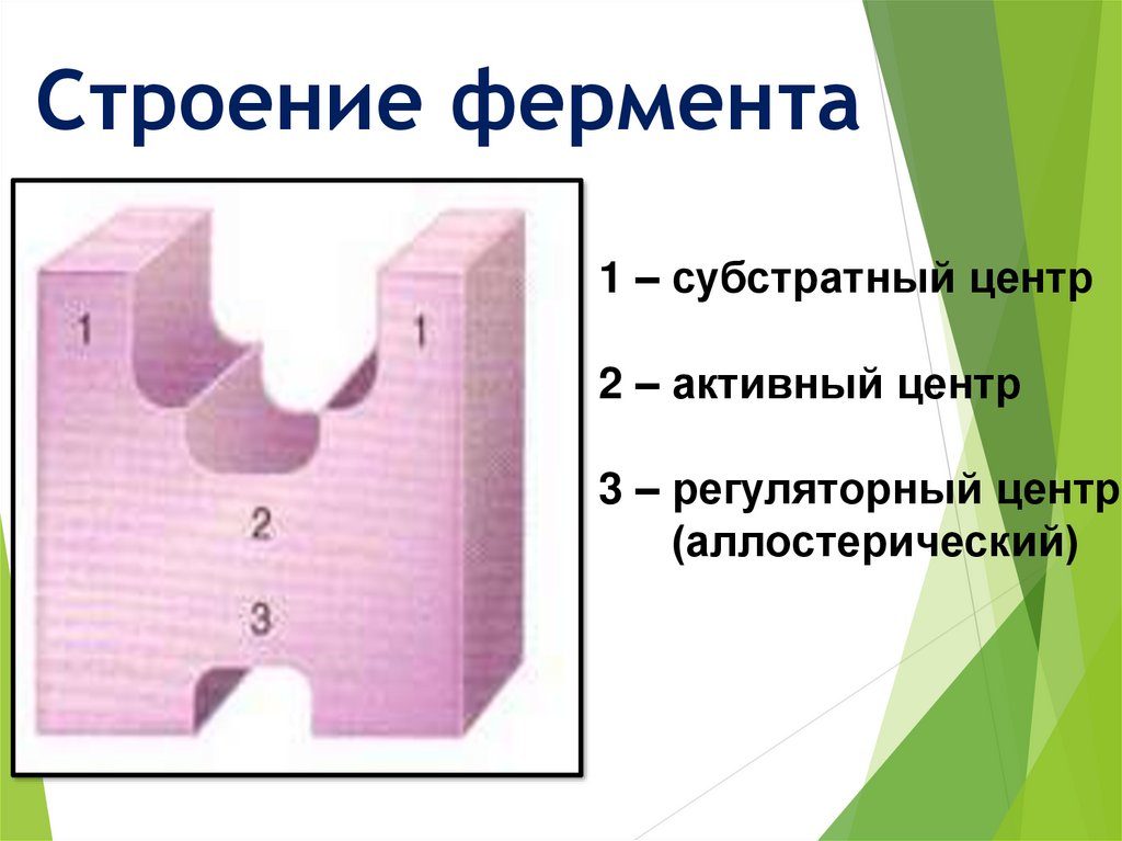 Строение фермента