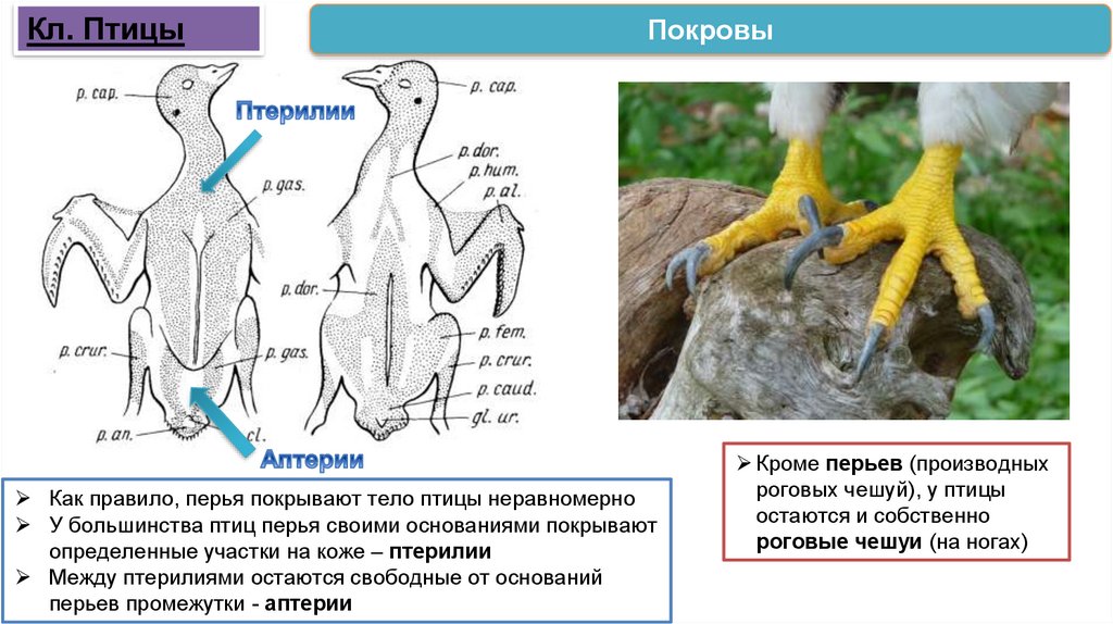 Внутренние органы птицы. Производные органы птиц. Язык птиц презентация.
