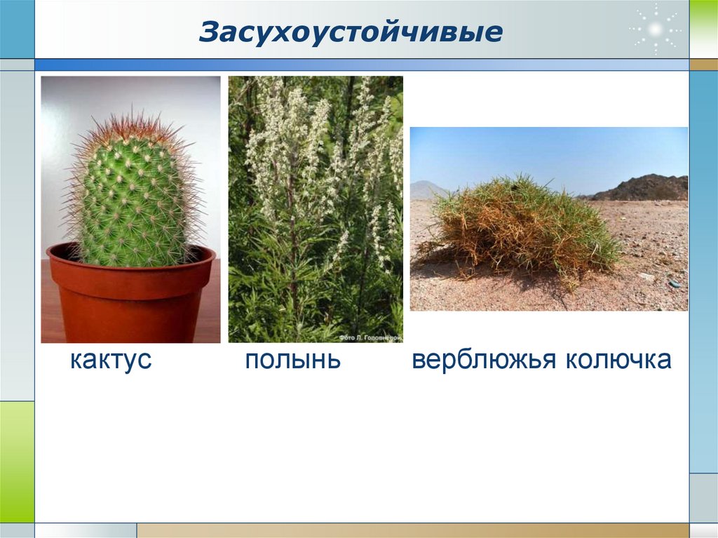 Какое растение жило. Засухоустойчивые растения. Растения влаголюбивые и засухоустойчивые растения. Засухоустойчивые растения примеры. Влаголюбивые и засухоустойчивые.