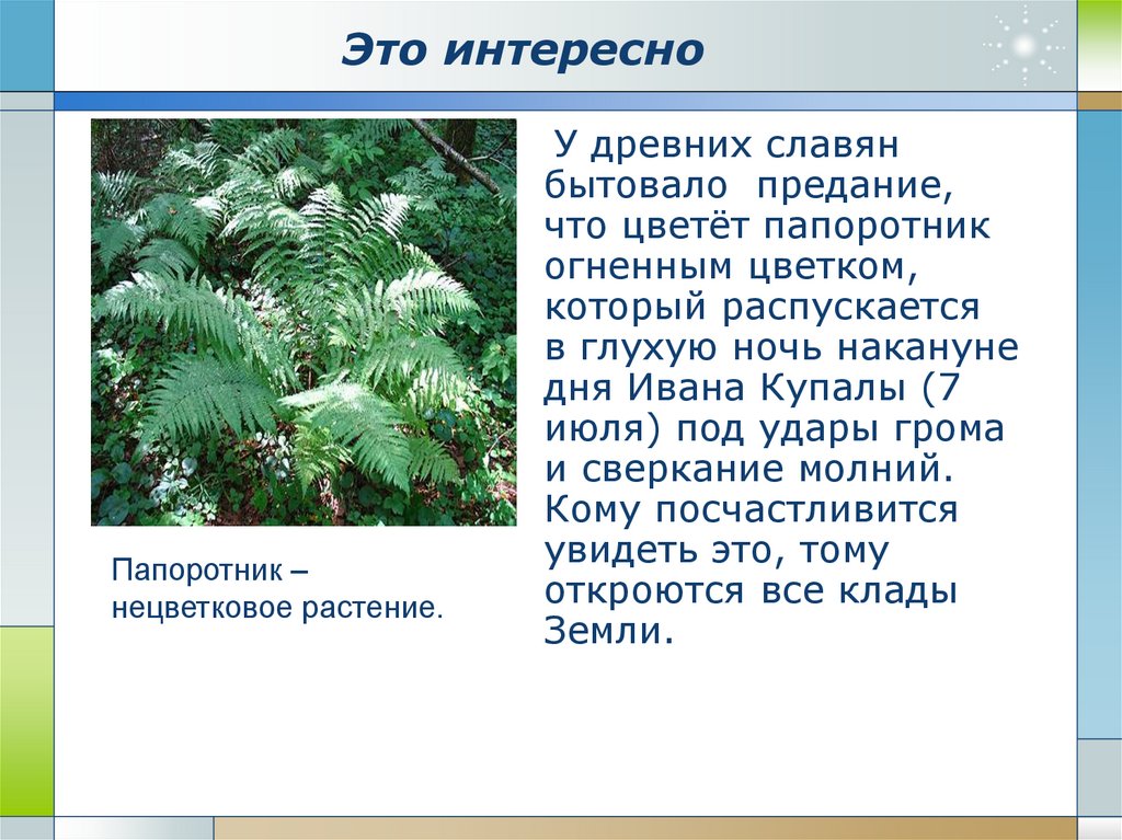 Папоротники 3 класс окружающий. Сообщение о папоротнике. Интересные факты о папоротниках. Рассказ о папоротнике. Папоротник доклад.