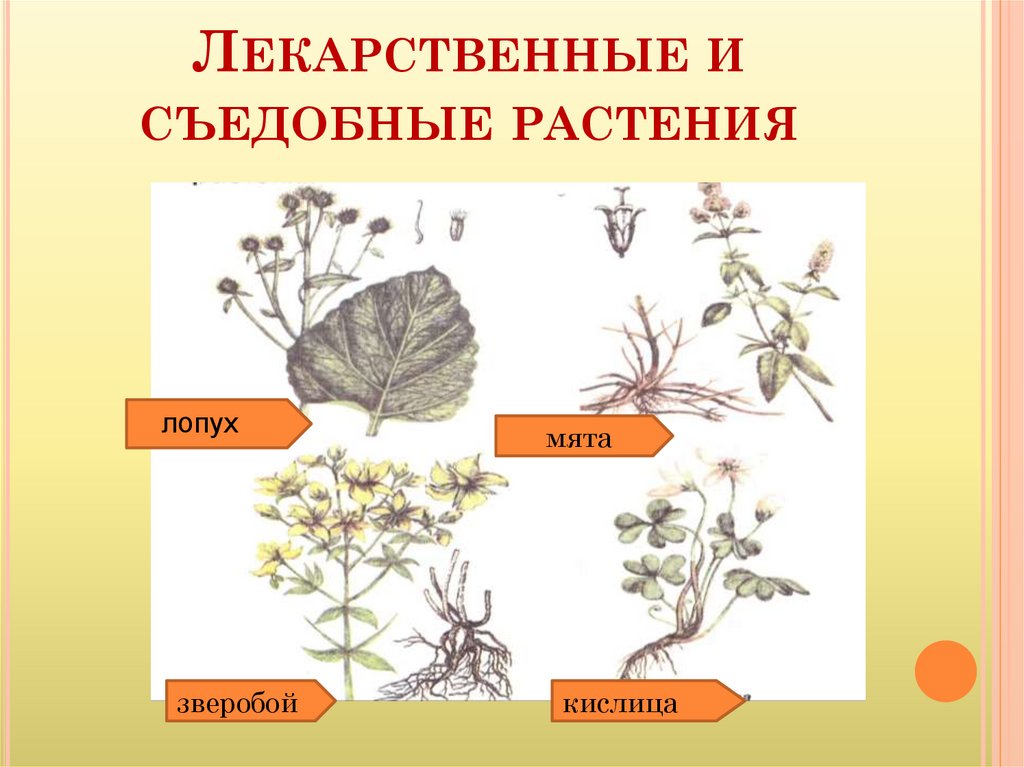 Низшие съедобные растения. Как определить съедобность растений в природных условиях. Кислица в виде лопуха съедобный.