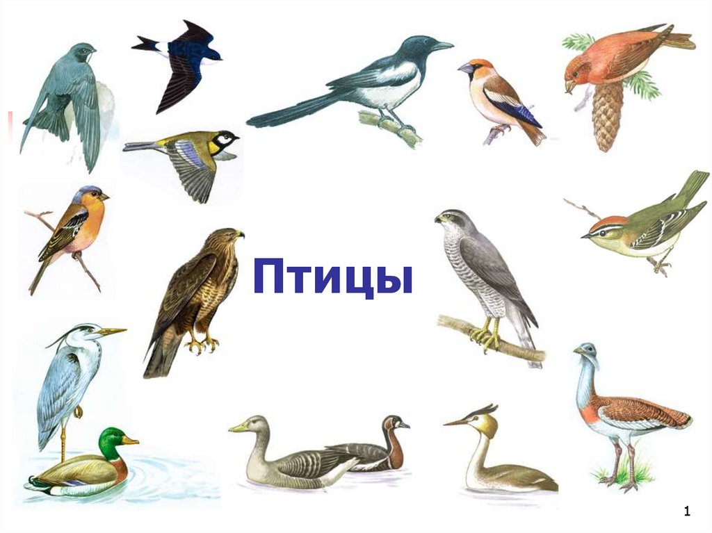 Класс птицы картинка. Многообразие птиц. Классы птиц. Биологические птицы. Что общего у птиц.