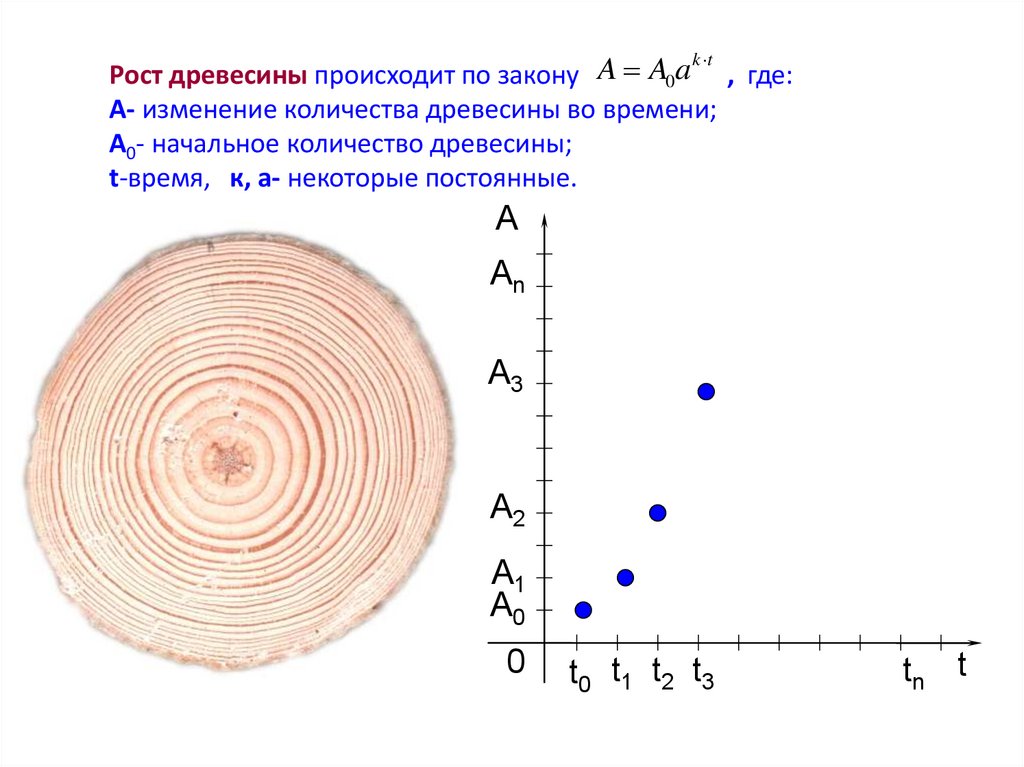 Рост древесины происходит по закону , где: A- изменение количества древесины во времени; A0- начальное количество древесины;
