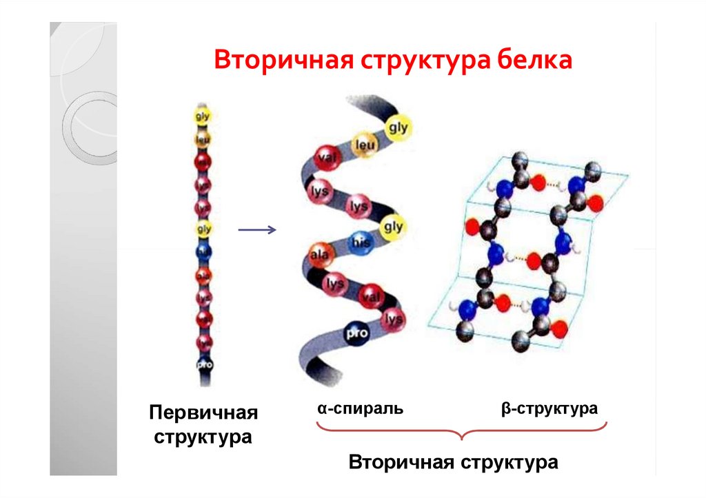 Вторичная структура белка. Вторичная структура. Вторичная структура белка представляет собой. Вторичная структура белка стабилизируется. Первичная структура белка называют