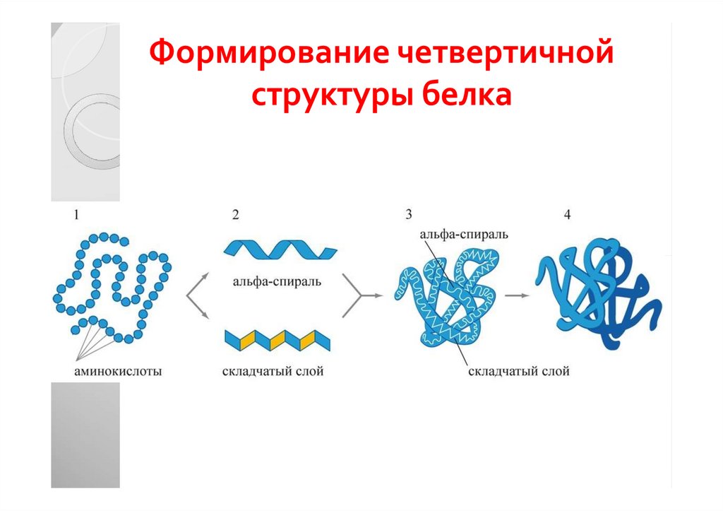 Строение белков мономеры. Четвертичная структура белка гемоглобина. Функции четвертичной структуры белка. Четвертичная структура белка. Надмолекулярные структуры белков.