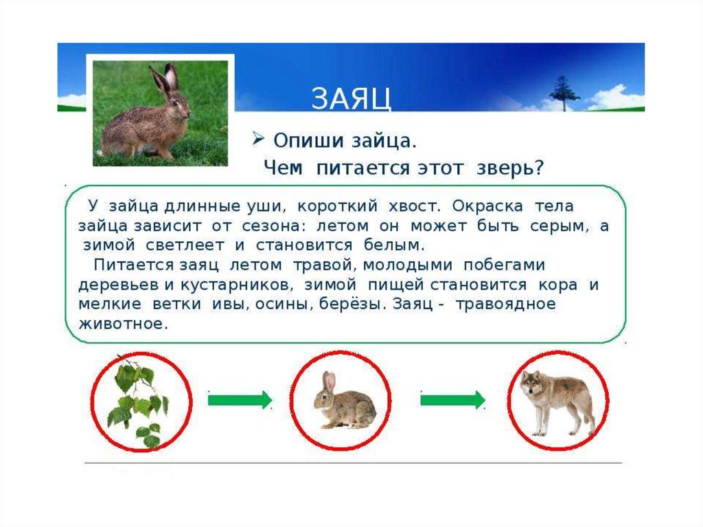 Какие животные встречаются в природе твоего региона. Какиеживотныевстречаютсявприродетвоегорегеона. Какие животные или звери встречаются. Какие звери встречаются в твоем регионе.