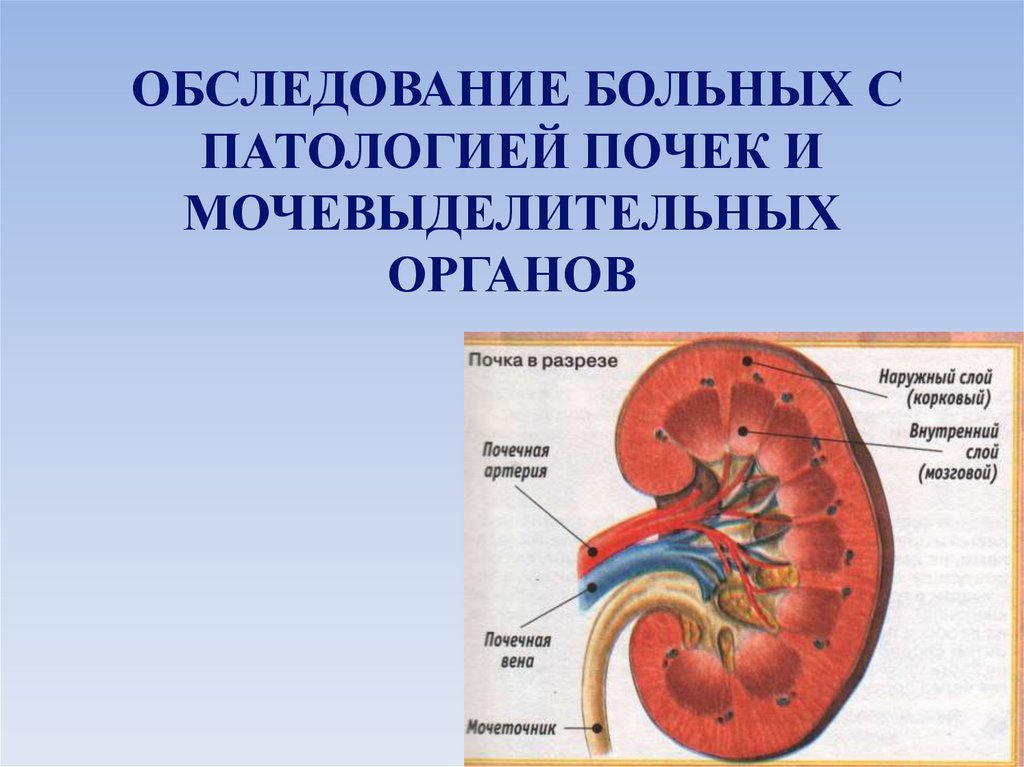 Патология мочевыделительной системы. Патология органов мочевыделения. Презентация на тему заболевания органов мочевыделения.