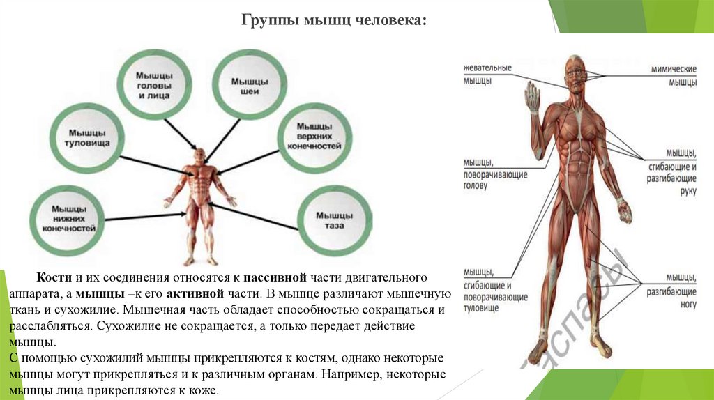 Тест по опорно двигательной системе