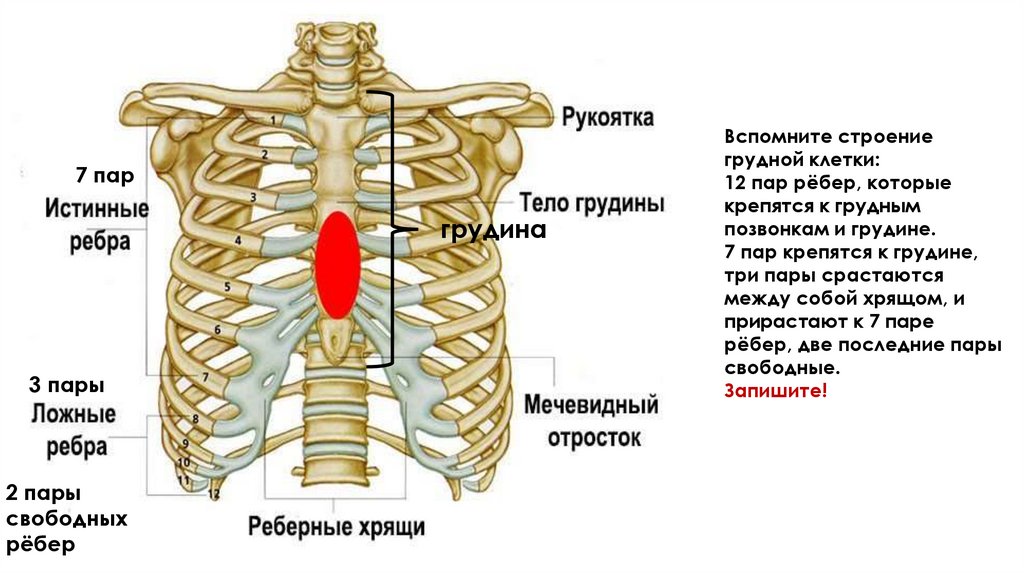 Адамово ребро. Строение ложного ребра. Рёбра человека строение. Ложные ребра у человека. Анатомия человека грудная клетка ребра.