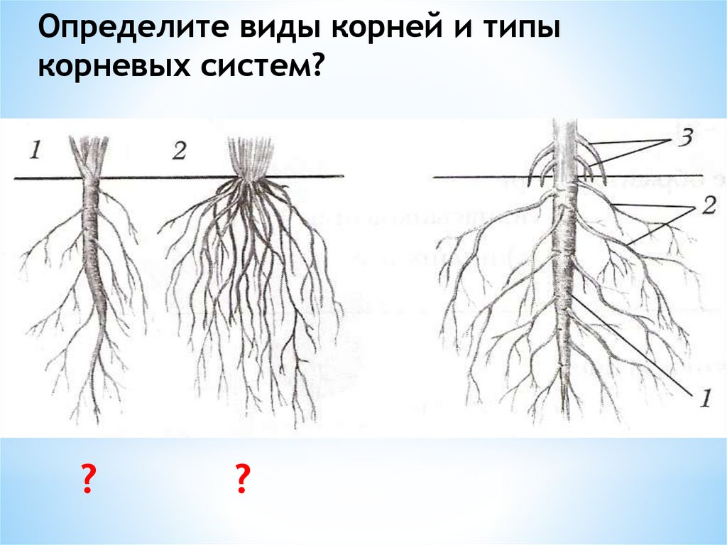 Корневые корешки. Строение корня и типы корневых систем. Схема корневой системы.