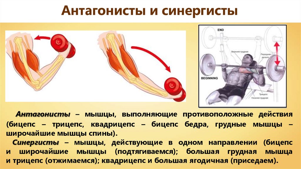 Работа мышц их утомление