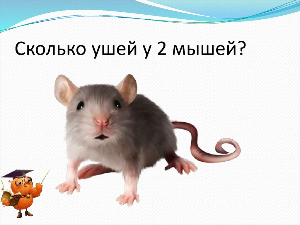 Сколько ушей 2. Мышка для презентации. Две мышки слайд. Крыса опа. Мышь картинка для презентации.