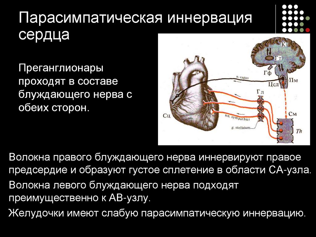 Правый блуждающий нерв. Блуждающий нерв иннервация сердца схема. Блуждающий нерв вегетативная нервная система. Вегетативная иннервация сердца физиология. Перечислите эффекты парасимпатической иннервации сердца..