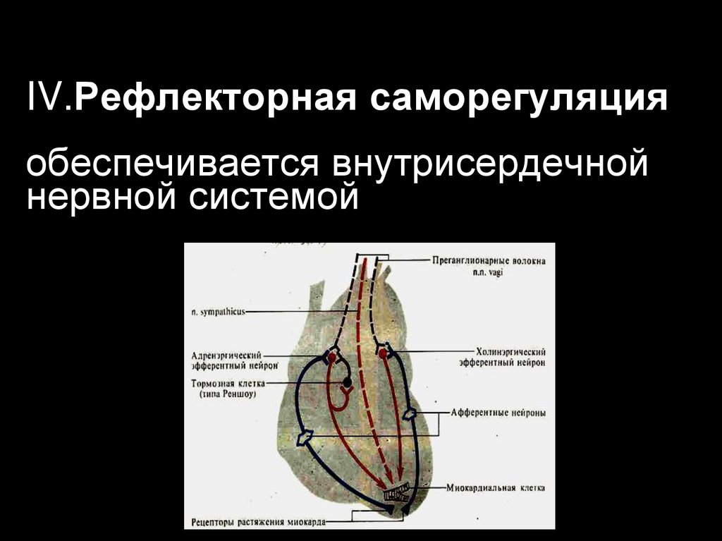 Периферические рефлексы. Интракардиальная нервная система сердца. Внутрисердечные нервные механизмы саморегуляции сердца.. Внутрисердечные периферические рефлексы регуляции сердца схема. Схема внутрисердечной рефлекторной регуляции сердца.