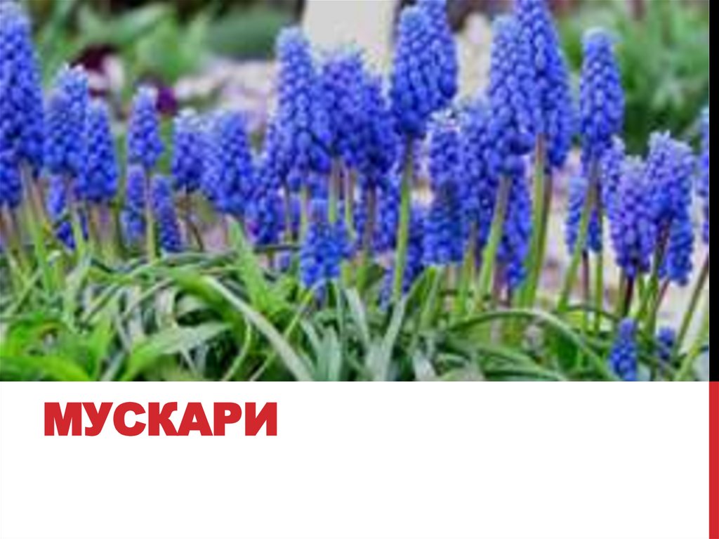мускари