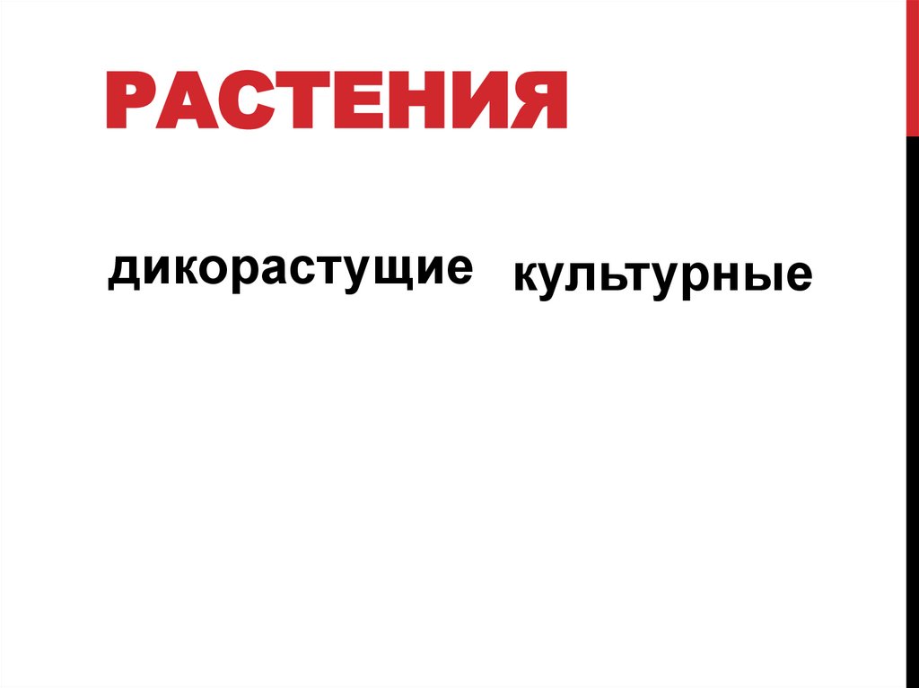 Растения