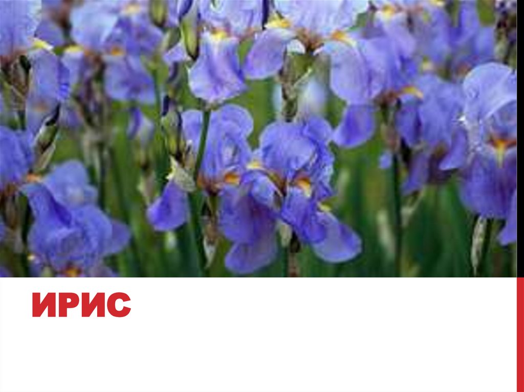 ирис