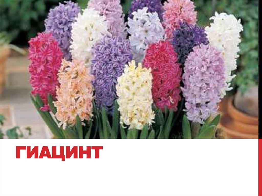 гиацинт