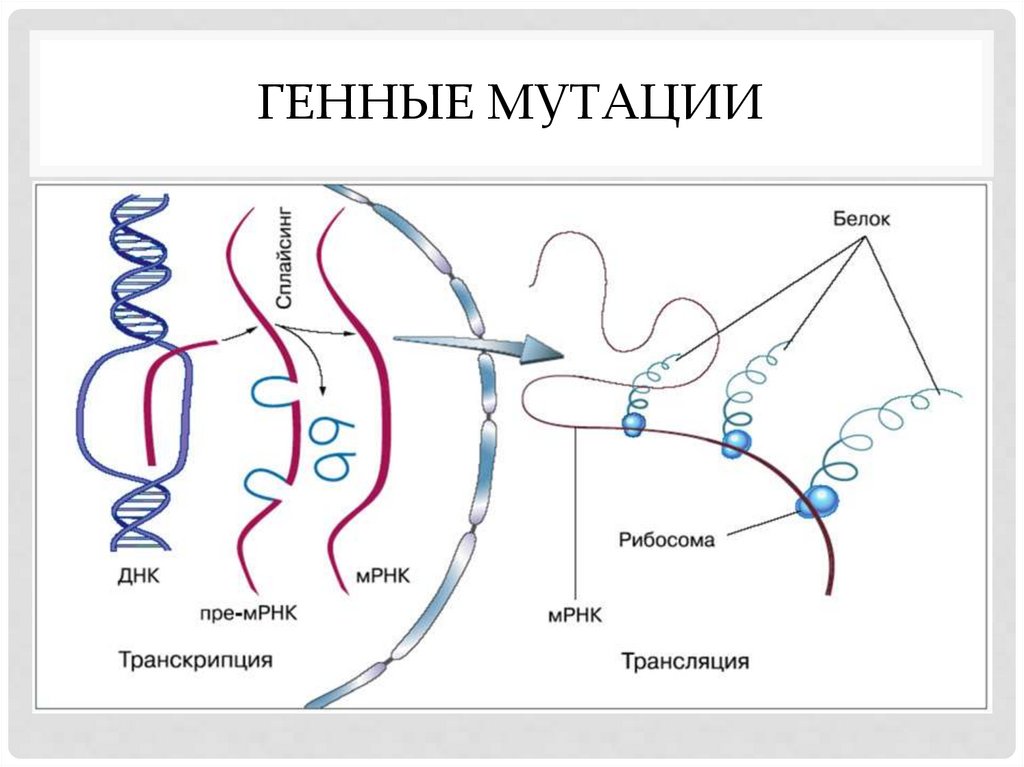 Транскрипция в биологии схема