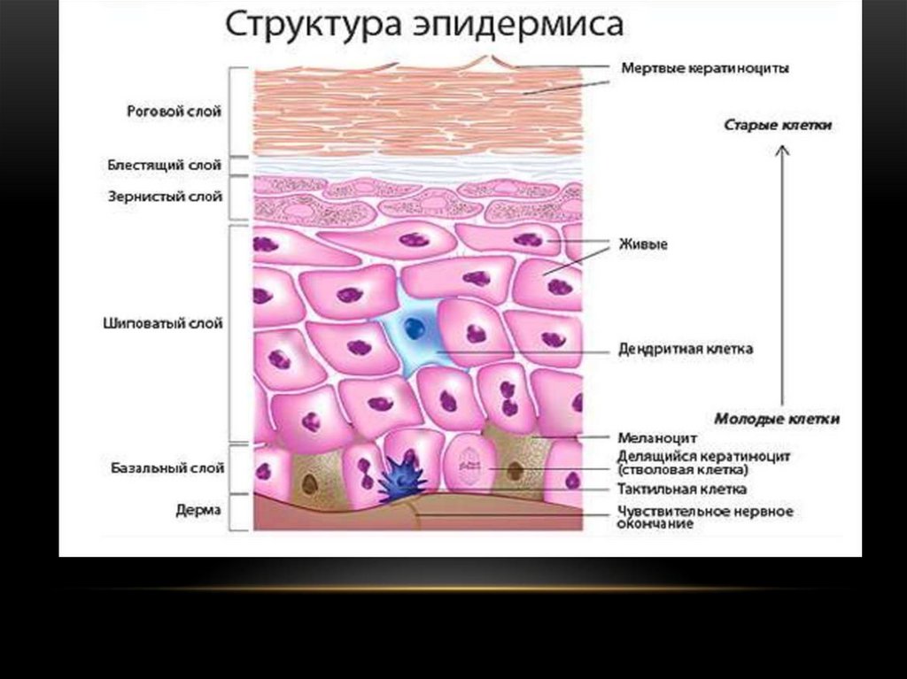 Кожа презентация 8 класс