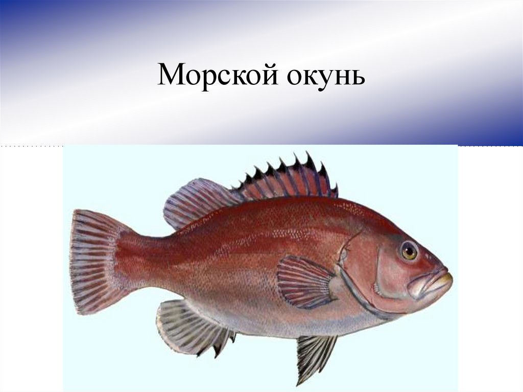 Морские рыбы презентация