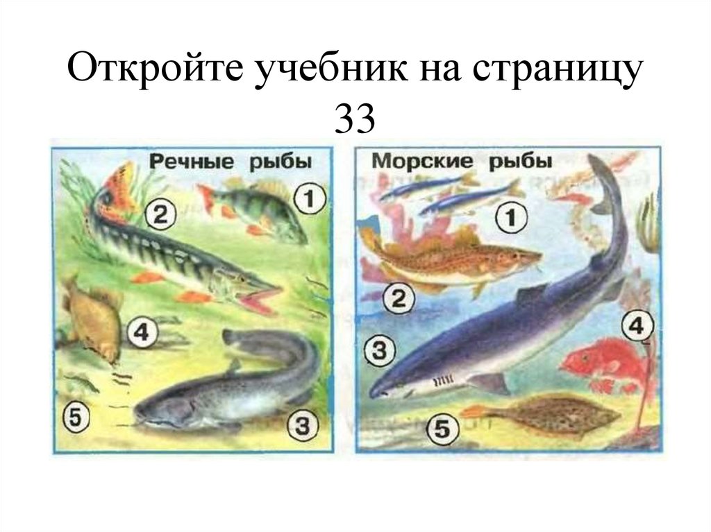 На крючок в этой реке попадается удивительная рыба окунь карась щука ерш схема