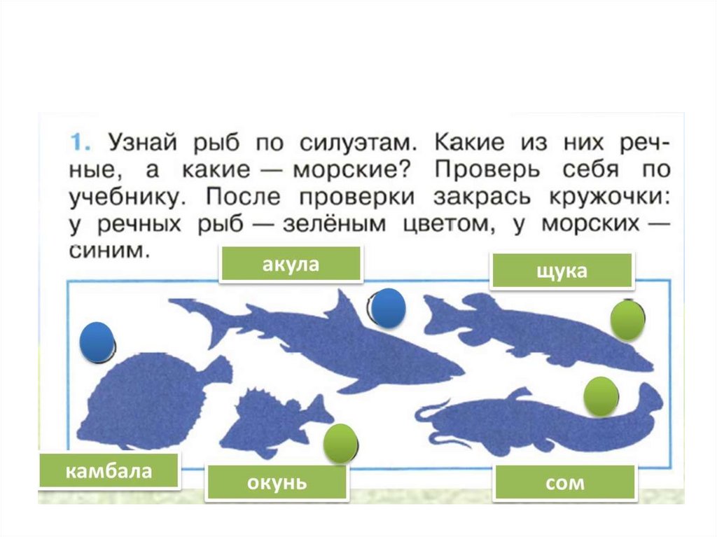 1 класс окружающий мир кто такие рыбы презентация 1 класс плешаков