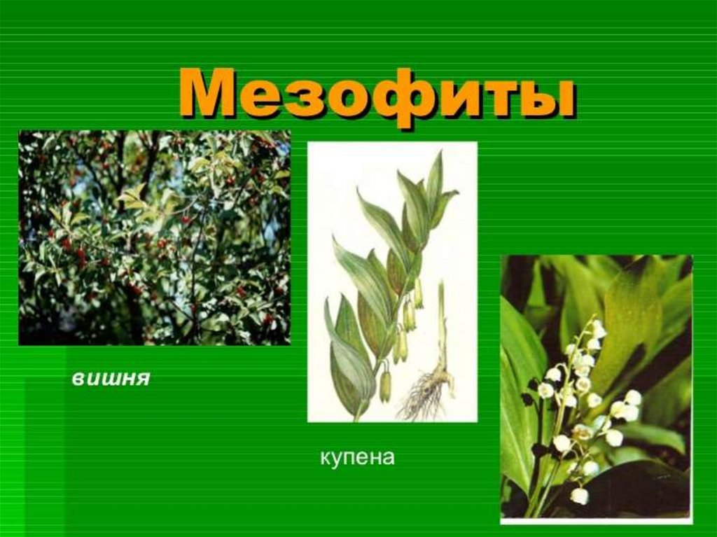 Древесные породы мезофиты средне влаголюбивые это. Вечнозеленые мезофиты. Растения мезофиты. Мезофиты приспособления. Растения умеренной влажности.