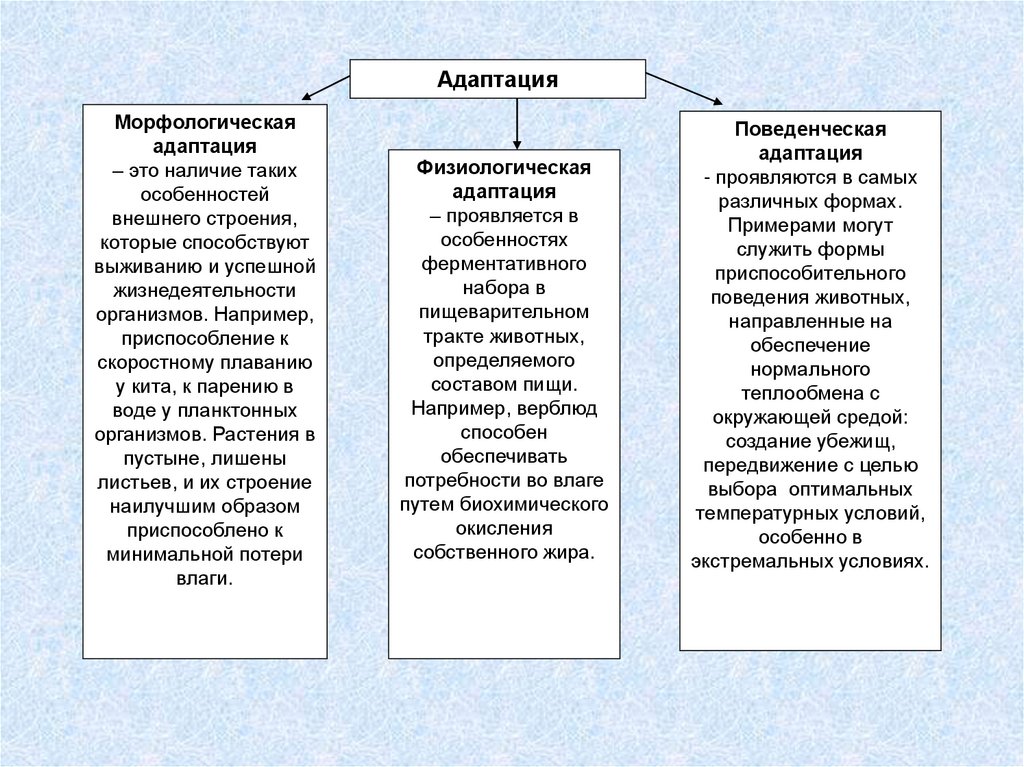 Какие особенности адаптации. Схема адаптации организмов к условиям обитания. Признаки морфологической адаптации. Типы адаптации биология. Приспособление организмов адаптации таблица.