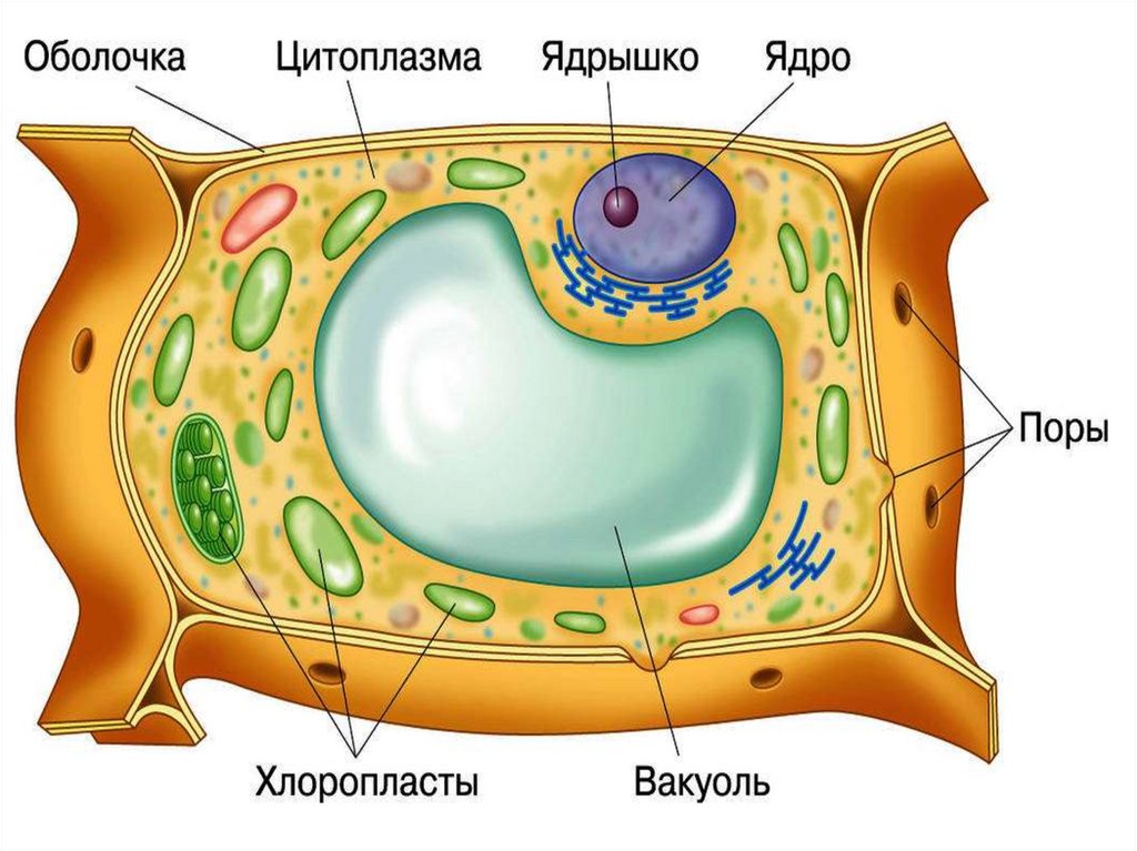 Растительные клетки растений. Клетки биология 6 класс растительная клетка. Модель растительной клетки 6 класс биология. Строение растительной клетки 6. Клетка растения 6 класс биология.