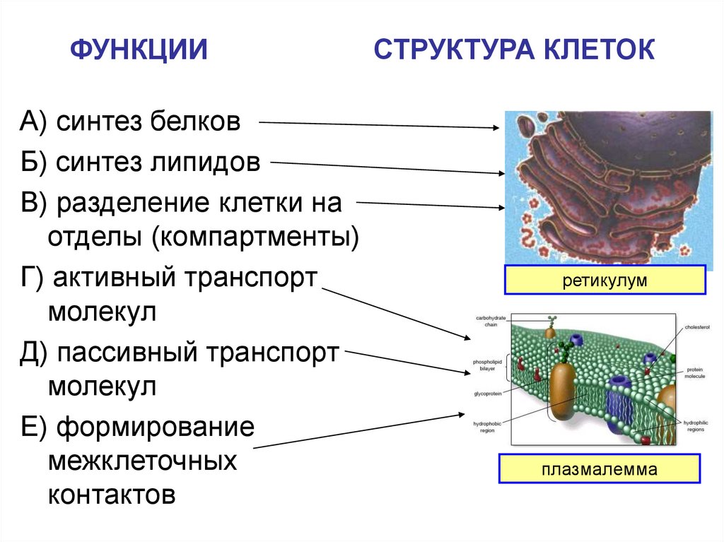 Органоиды рисунок строение. Строение клетки 9 класс презентация. Клеточное строение имеют ответ. См строение и функции. Клеточное строение открыл.