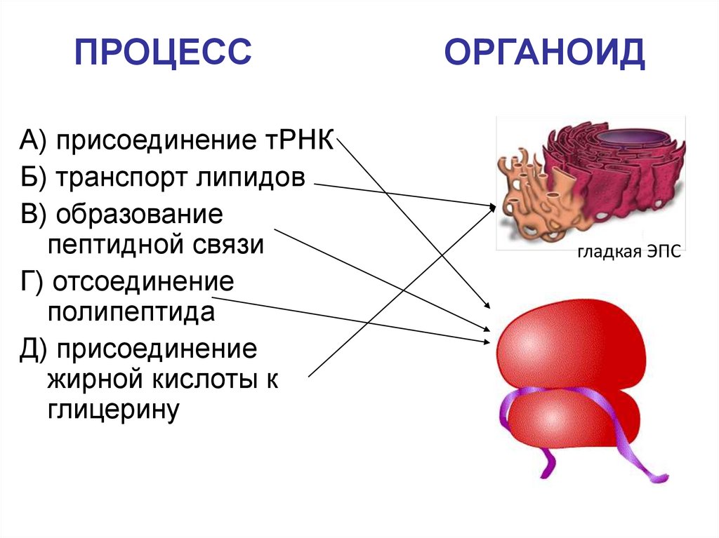 Органоид представляющий. Строение органоида ядро. Органоиды клетки презентация. Главные органоиды клетки. Органоид ядро рисунок.