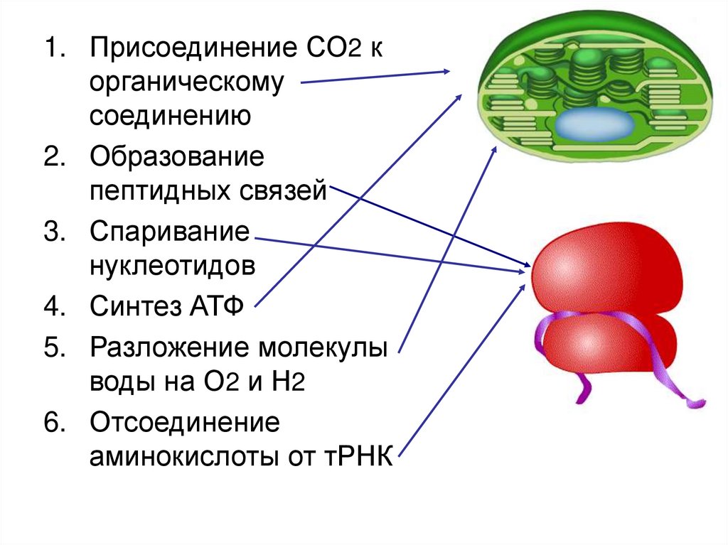 Соответствие между характеристиками и органоидами клетки