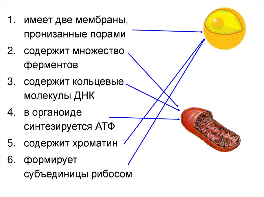 Две мембраны пронизанные порами