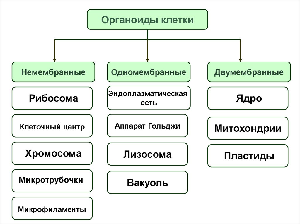 Двумембранные органоиды клетки. Двумембранные и одномембранные органоиды клетки. Двумембранные одномембранные и немембранные органоиды таблица. Трганоиды одномембранные двумембранные бещмембранные. Немембранные органоиды клетки.