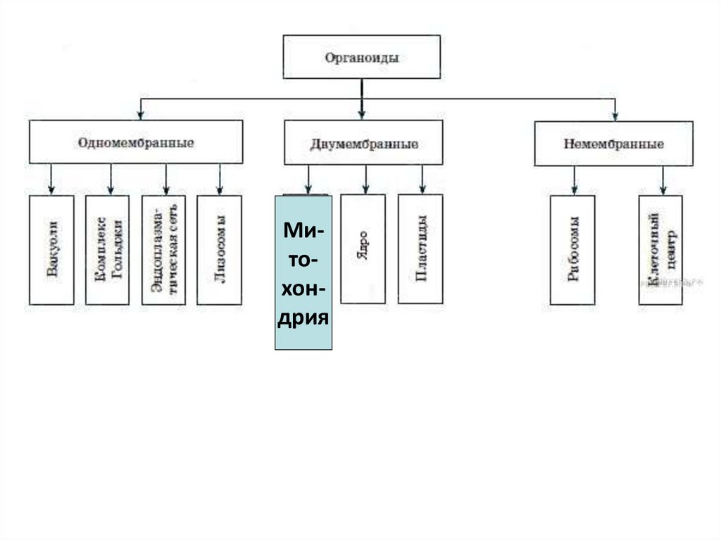 Рассмотрите предложенную схему классификации мутаций запишите в ответе пропущенный термин