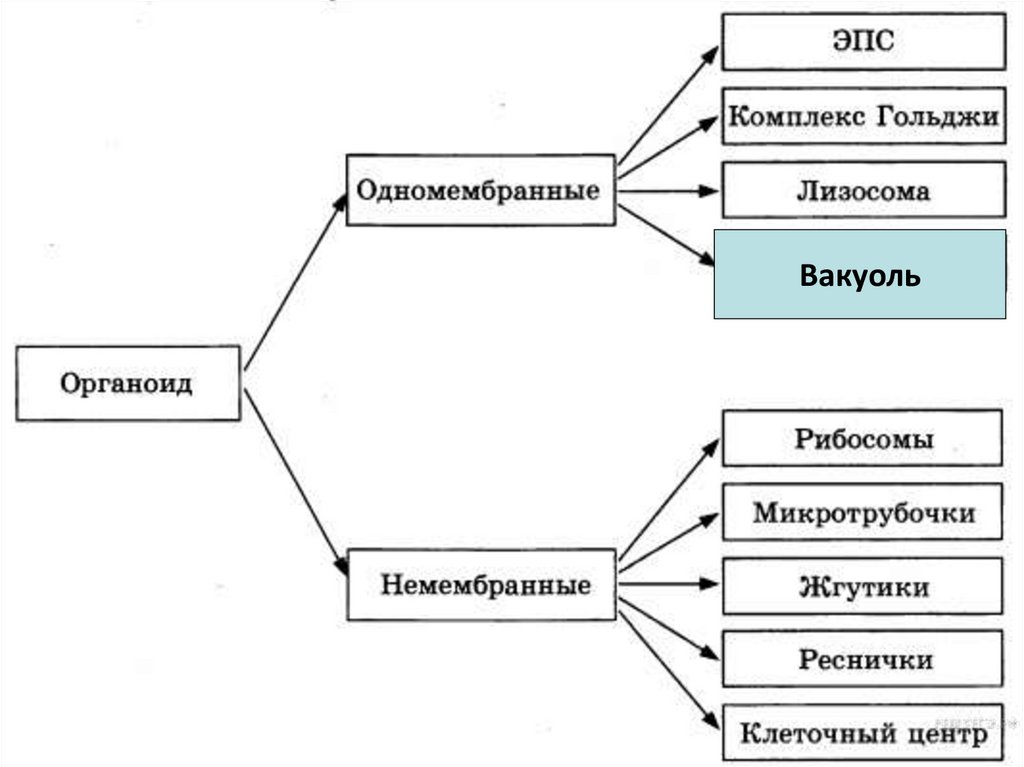 Запишите пропущенный термин. Рассмотрите схему классификации органоидов. Рассмотрите предложенную схему классификации органоидов. Рассмотрите предложенную схему классификации органоидов клетки. Рассмотрите предложенную схему запишите.