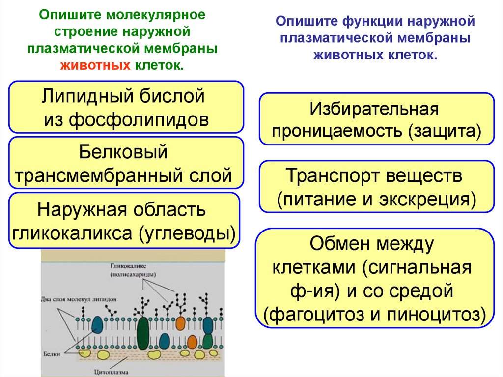 Опишите молекулярное. Охарактеризуйте молекулярный.