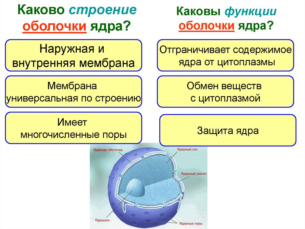 Мембрана ядро и