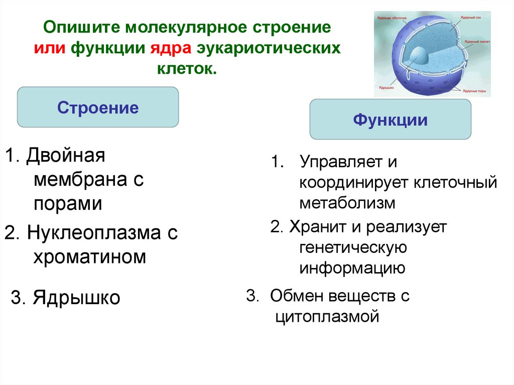 Охарактеризуйте молекулярную структуру хромосом. Охарактеризовать молекулу. Опишите молекулярное строение газов. Охарактеризуйте молекулярный.